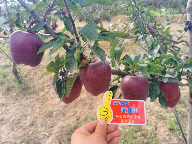 【已用】回訪時間：2022年9月24日，地址：天水秦安使用產品 沃水寶，采法特大量元素，回訪作物： 花牛使用效果：地老板使用產品兩次，整體坐果量非常高，果面光滑，顏色深紅，在周邊都屬于優(yōu)質果 (11).jpg