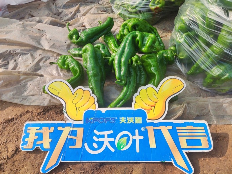 【已用】回訪時間：2022年11月20日，回訪地址：河南省永城產(chǎn)品：沃葉顆粒肥，回訪作物：辣椒使用效果：農(nóng)戶使用夫沃施沃葉顆粒肥長勢旺盛，開花多，結果量大，一個辣椒就重達半斤重 (10).jpg