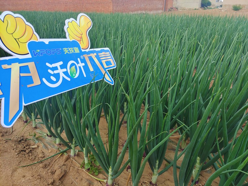 【已用】回訪時間：2022年5月17日，回訪地址：河北秦皇島撫寧，回訪作物：洋蔥使用產(chǎn)品：沃葉微生物菌劑沃葉顆粒肥高鉀，回訪效果 植株長勢健壯，葉片油綠抗病，沒有干尖黃葉現(xiàn)象，莖桿粗壯，膨果速度快 (3).jpg