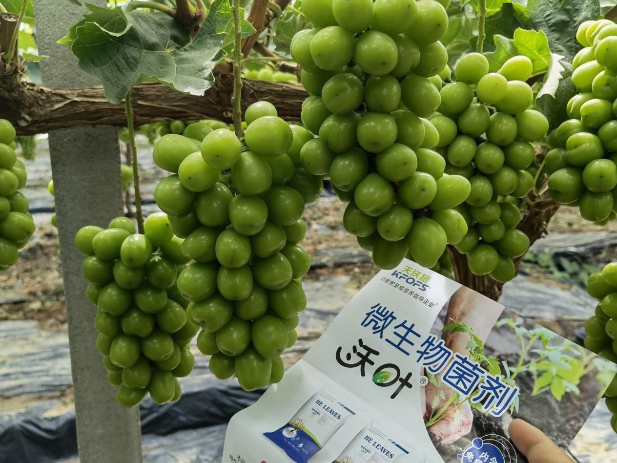 微生物菌劑的作用，你了解多少？