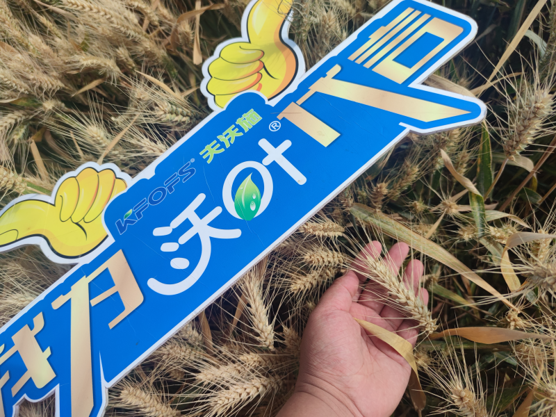 小麥?zhǔn)┦裁捶屎?？免疫營(yíng)養(yǎng)葉面肥