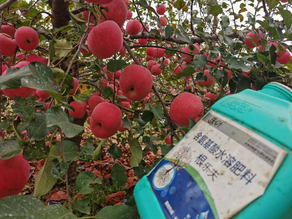 水溶肥-蘋果用沃葉根樂(lè)夫效果.png