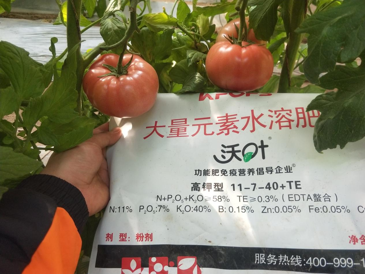 西紅柿用什么肥料比較好？