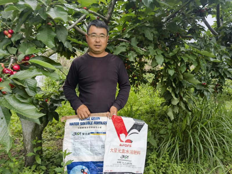 櫻桃月子肥用什么肥料好？