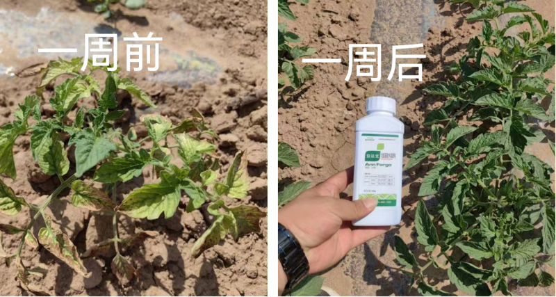 作物藥害怎么解決？找安法戈