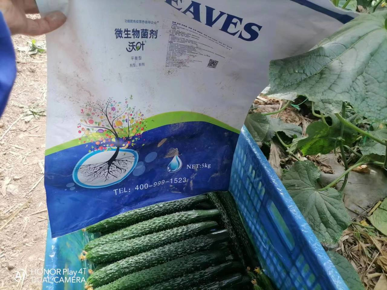 微生物菌劑用多了會燒根嗎？