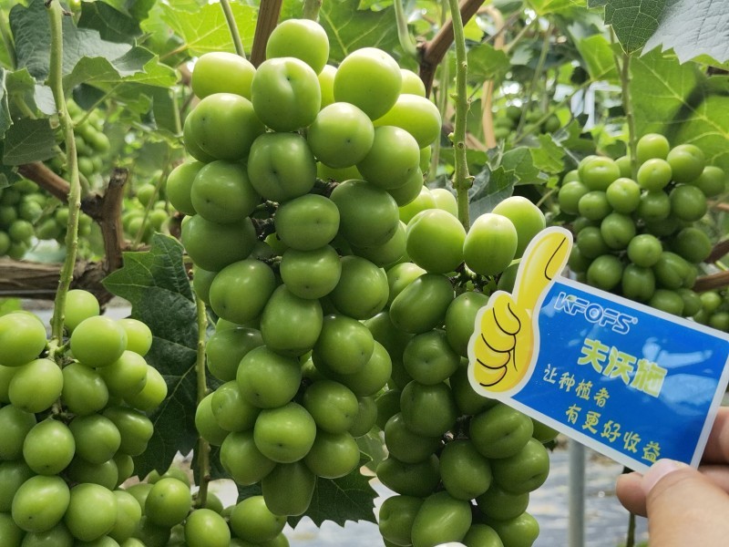 【已用】2022年7月21日，回訪地址：江蘇鹽城使用產(chǎn)品沃水寶粉劑，回訪作物：陽(yáng)光玫瑰使用效果：使用沃水寶粉劑陽(yáng)光果粒均勻糖度高，穗型緊湊，膨果均勻，沒(méi)有大小?，F(xiàn)象，單果粒重量以經(jīng)達(dá)到16克 (5).jpg