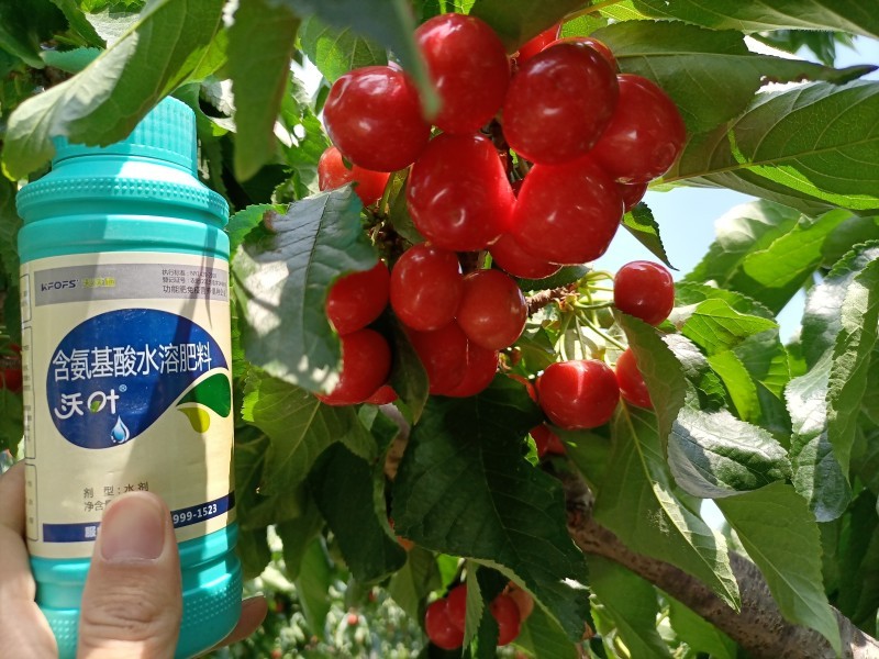 葉面肥什么時候用，你知道嗎？