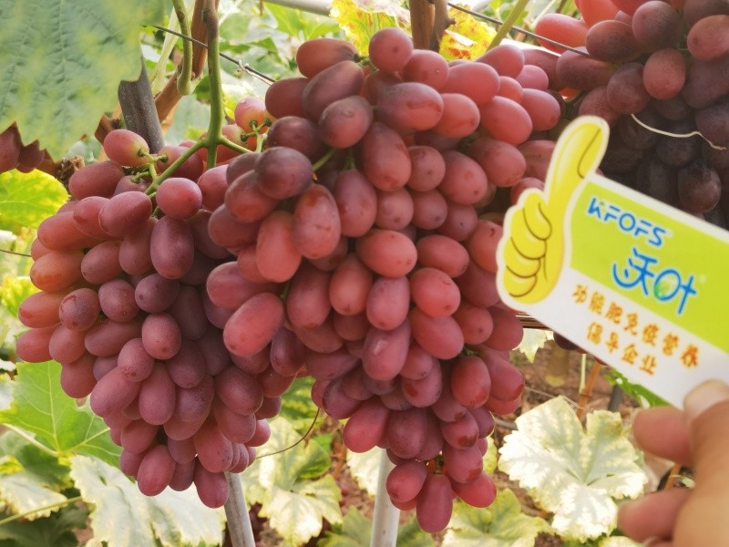 葉面肥的4個使用技巧你知道嗎？