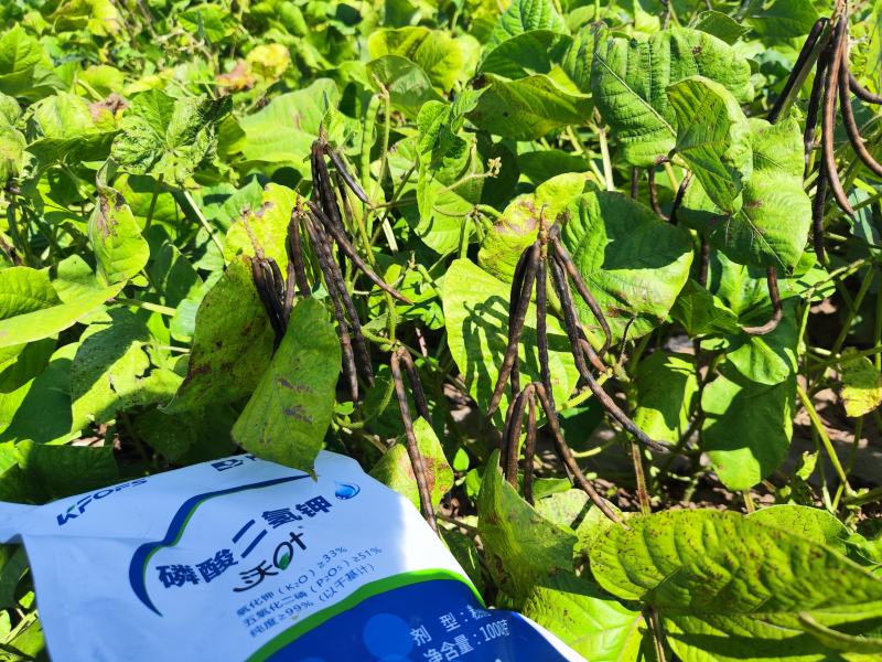 葉面肥在綠豆效果怎么樣？