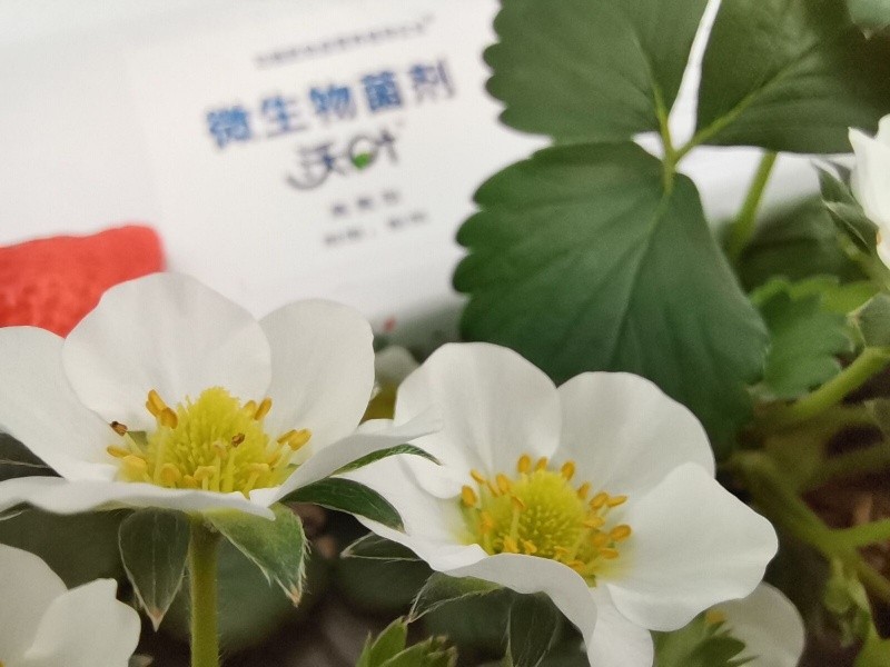 微生物菌劑為什么選沃葉？這篇文章有答案