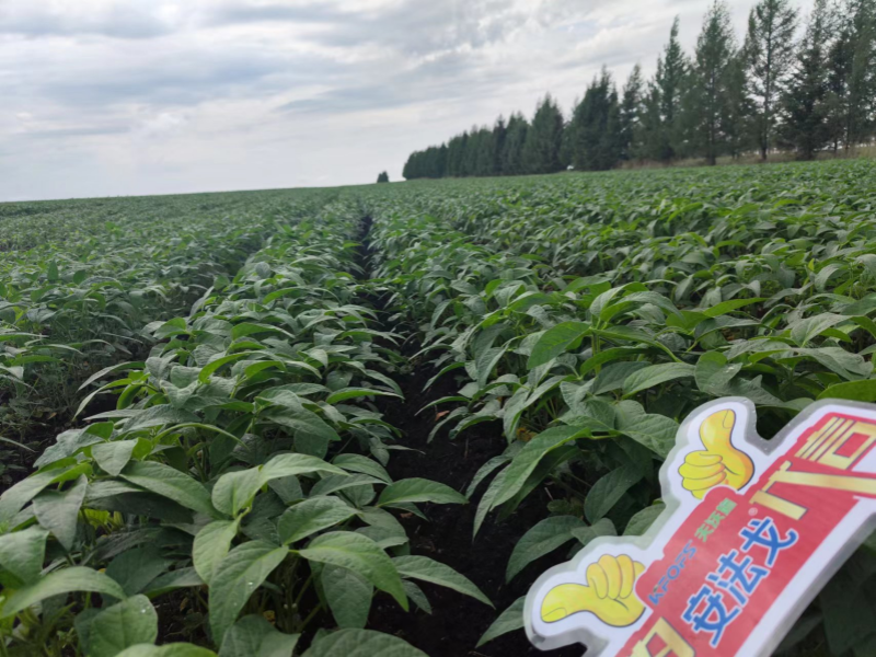 葉面肥在大豆上效果怎么樣？