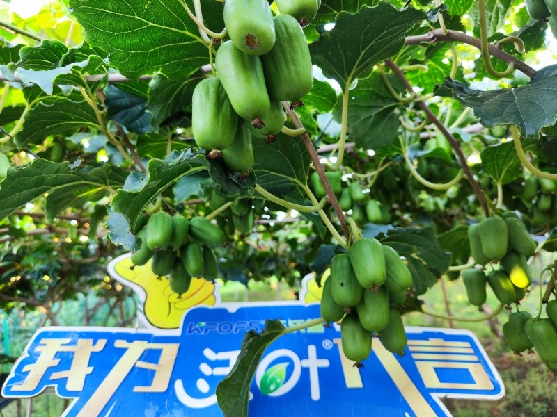 葉面肥效果怎么樣？看這篇