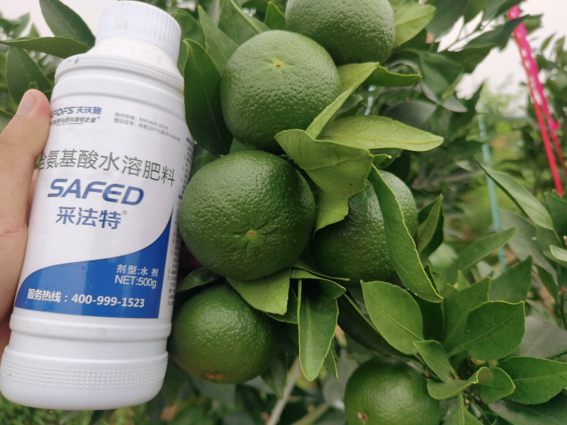 &ldquo;倒春寒&rdquo;果樹如何預(yù)防-柑橘用采法特葉面肥效果.png