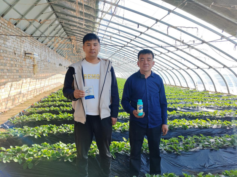 草莓施肥時(shí)間和方法,這1篇說的很明白