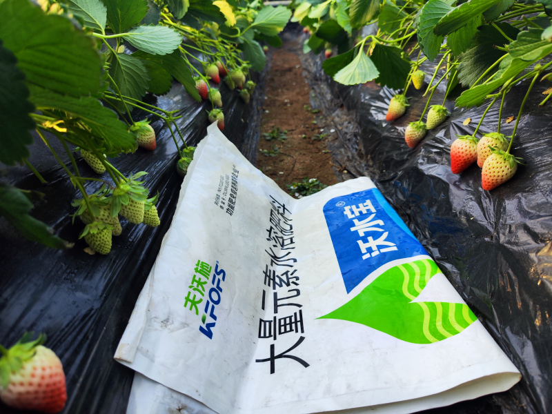 水溶肥在草莓上效果怎么樣？