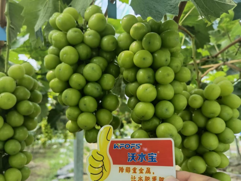 葡萄小苗如何施肥？