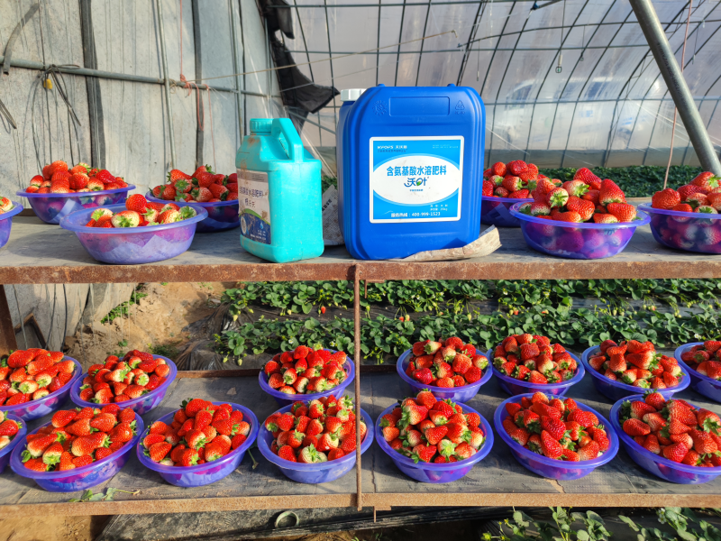 草莓專用水溶肥有哪些？好不好？