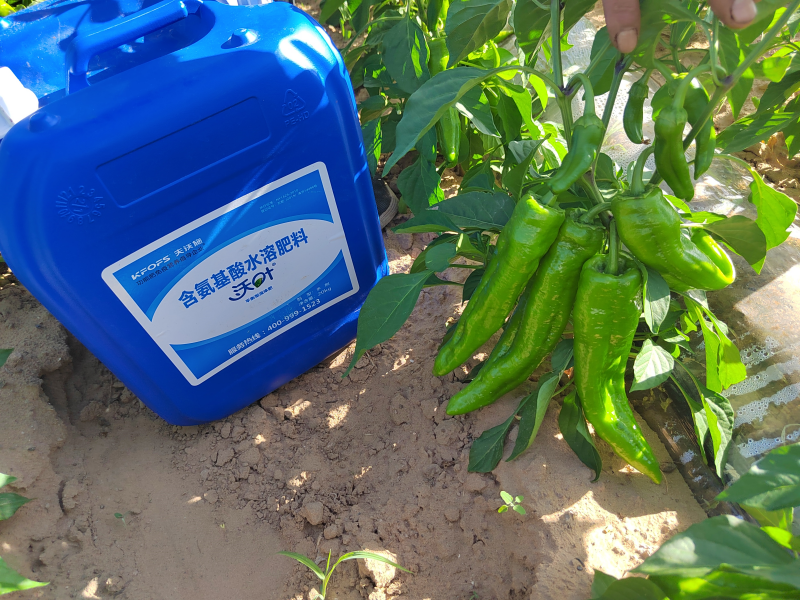 種辣椒用什么肥料比較好？