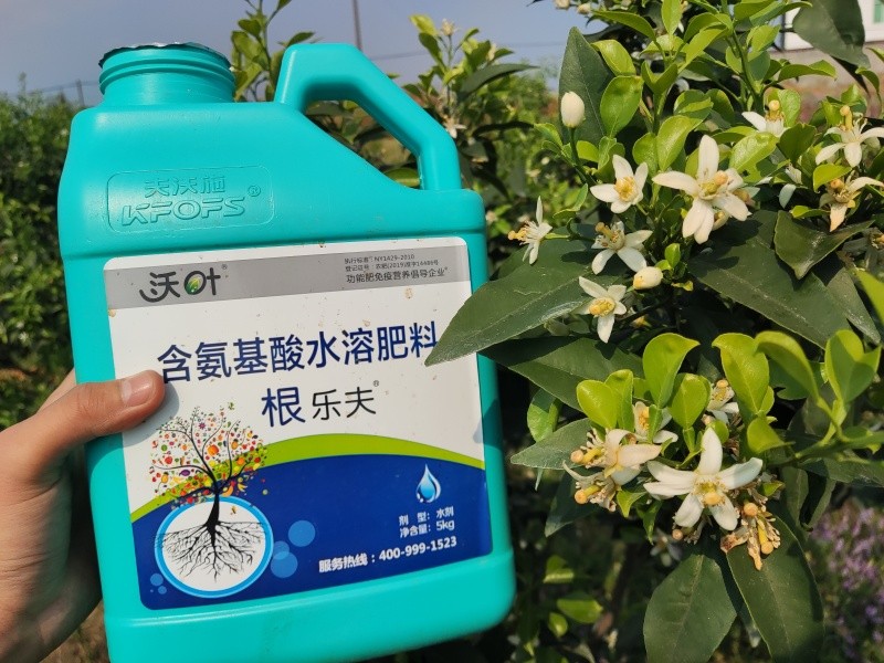 生根劑選哪個？