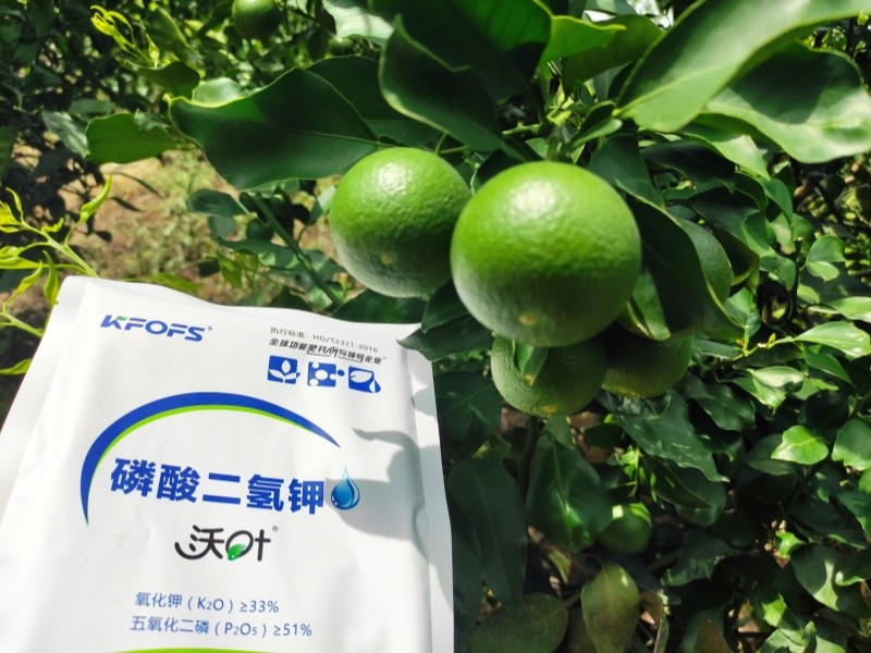 水溶肥-柑橘用沃葉磷酸二氫鉀效果.jpg