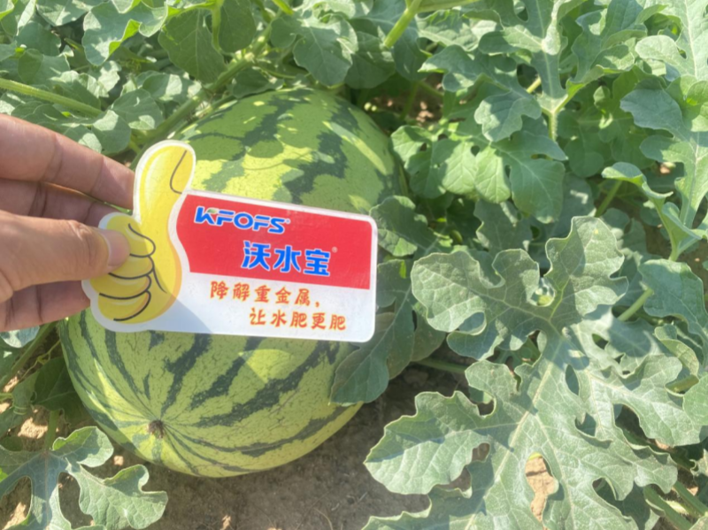 西瓜施肥方法和技術(shù)&mdash;西瓜用沃水寶效果.png