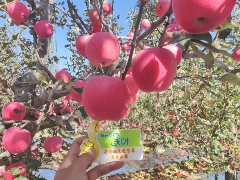 果實膨大期施什么肥？