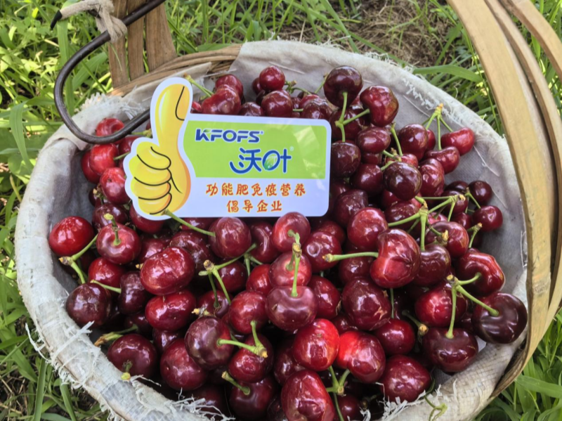 有機(jī)水溶肥是什么肥料？