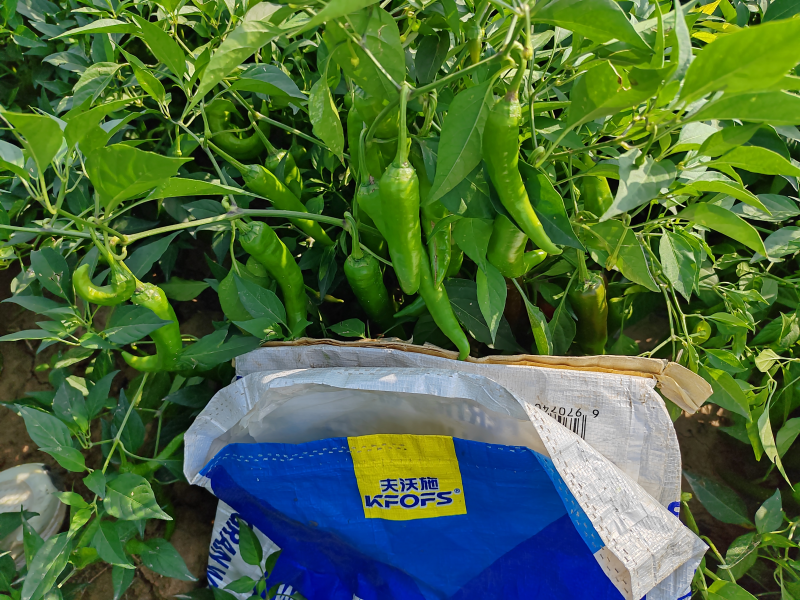 辣椒的施肥方法和技術(shù)&mdash;辣椒用沃葉顆粒肥效果.png