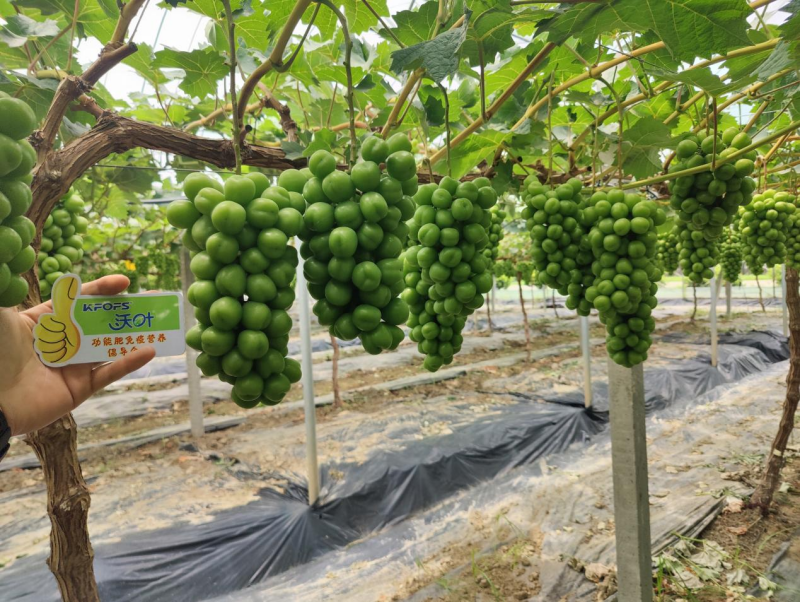 陽(yáng)光玫瑰葡萄施肥方案，附詳細(xì)表格