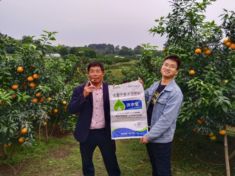 柑橘秋施基肥的作用，總結(jié)歸納三點(diǎn)