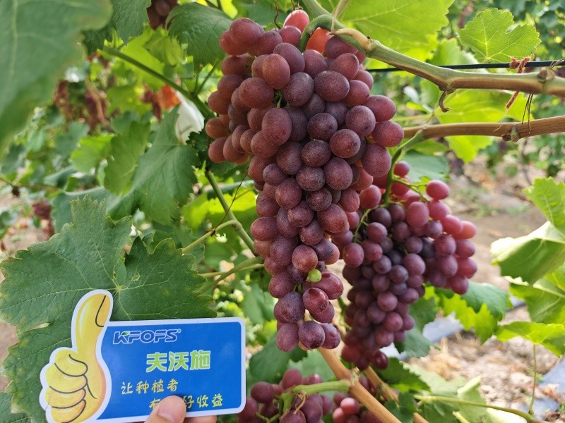 微生物菌劑的作用，你知道嗎？