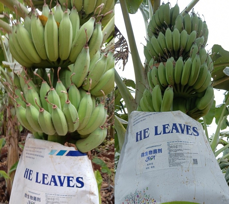 微生物菌劑的作用與功效，夫沃施揭秘