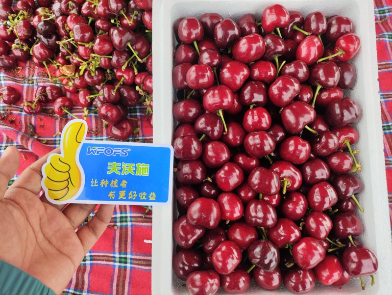 大櫻桃月子肥用什么肥好？