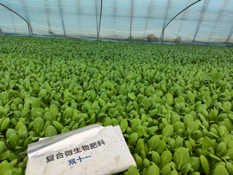 微生物肥料的特點(diǎn)有哪些? 微生物肥料的特點(diǎn)有哪些?