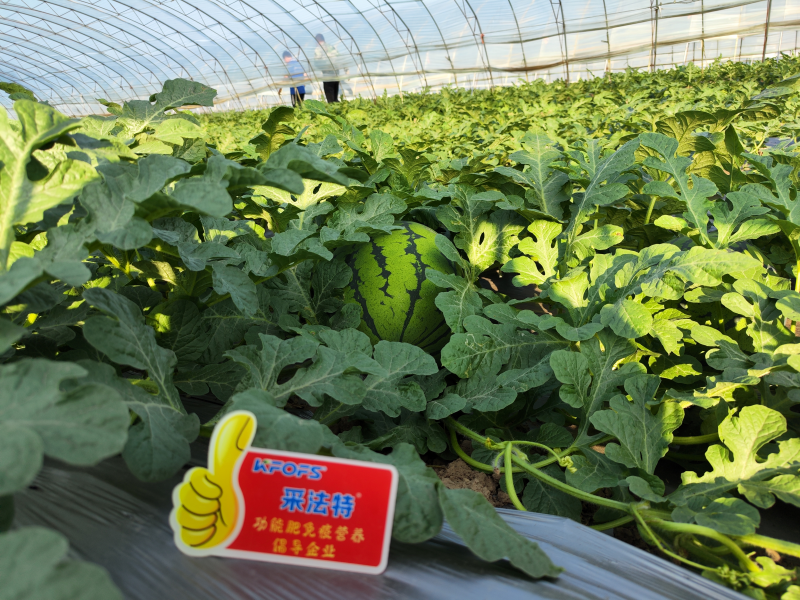 沖施肥和復(fù)合肥的區(qū)別?哪種更適合? 沖施肥和復(fù)合肥的區(qū)別?哪種更適合?