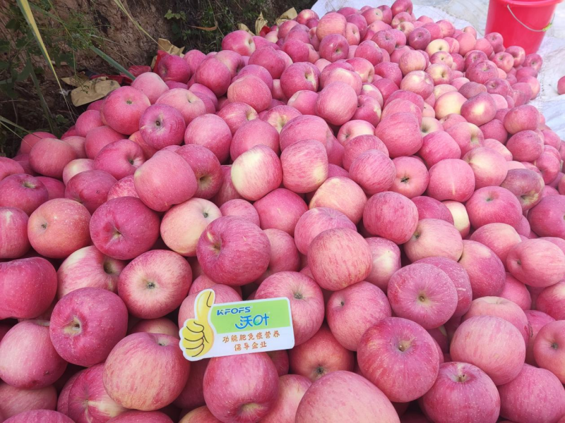 蘋果花葉病毒病怎樣治？預(yù)防和調(diào)理