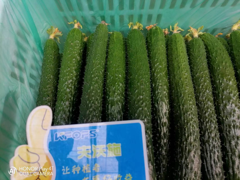 黃瓜幼苗期應該施什么肥？