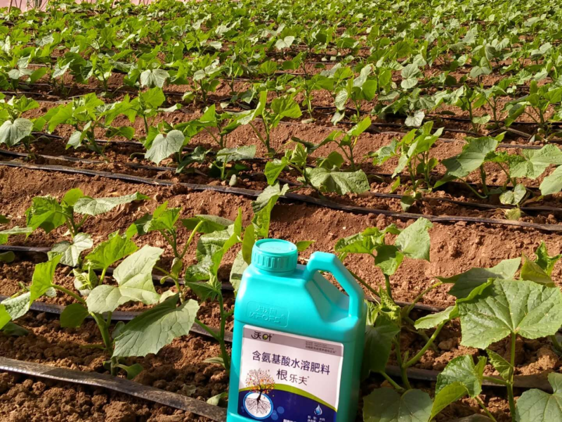 黃瓜幼苗期應該施什么肥-沃葉黃瓜1.png