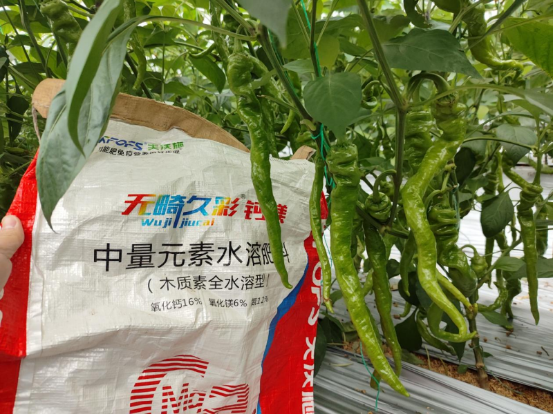 種辣椒用什么肥料比較好-無畸久彩辣椒.png