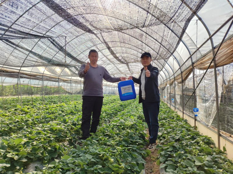 草莓施肥技術(shù)與管理