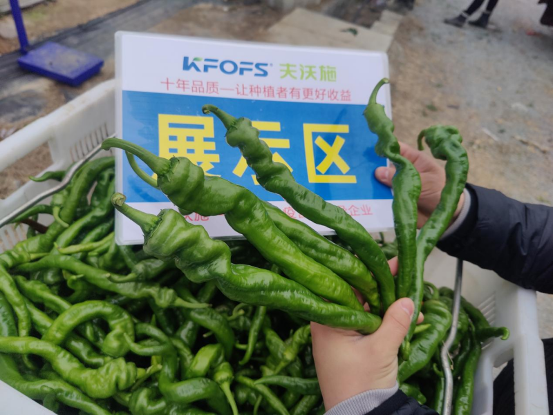 辣椒用什么肥料？