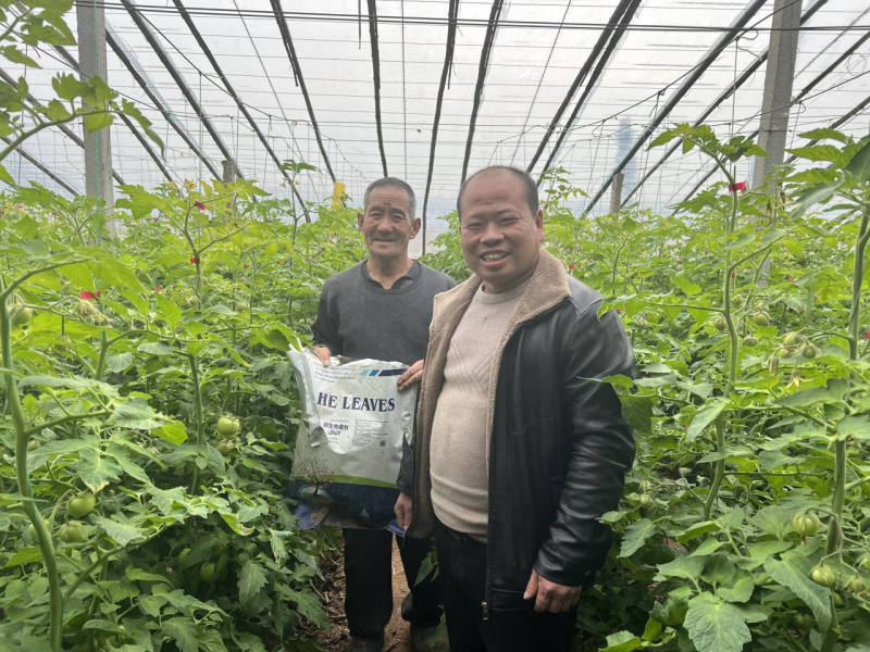 西紅柿怎么施肥？