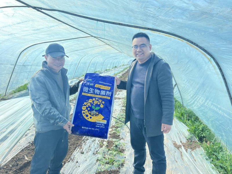 微生物菌劑如何讓西瓜蔓粗蔓長早留瓜