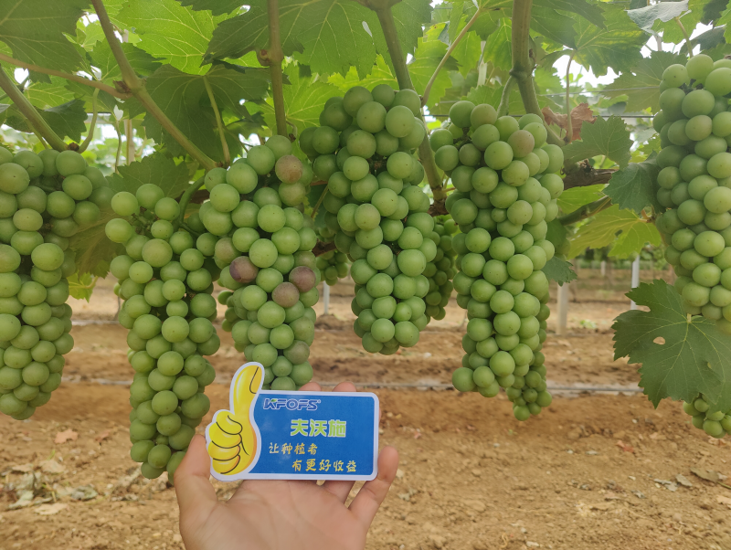 葡萄膨大期施肥訣竅