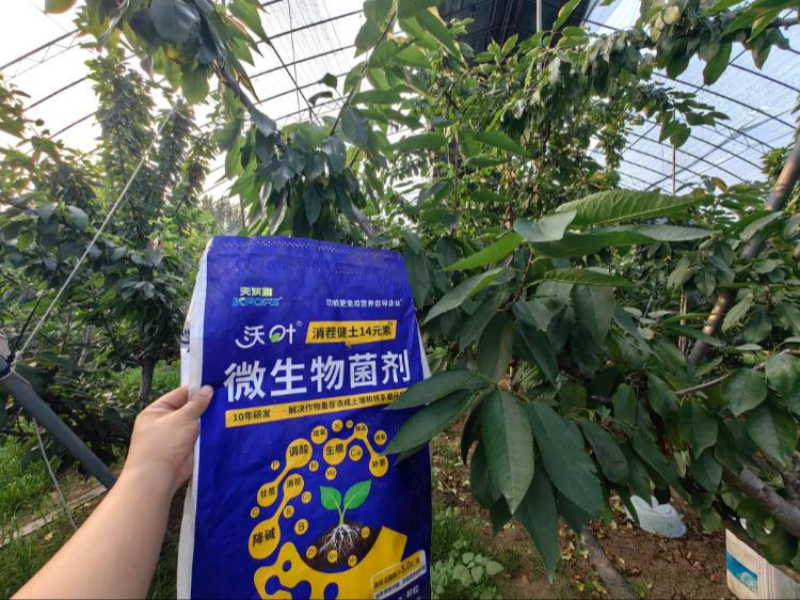 櫻桃樹施肥用什么肥料？