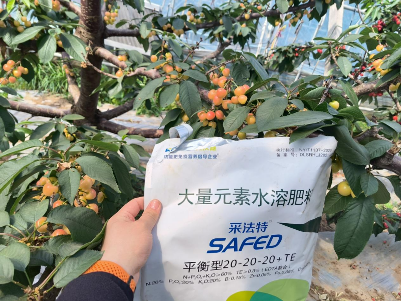 櫻桃樹施肥用什么肥料&mdash;櫻桃用沃葉消茬健土14元素效果.png