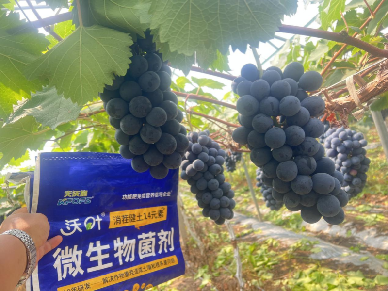 葡萄樹施什么肥&mdash;葡萄用沃葉消茬健土14元素效果.png