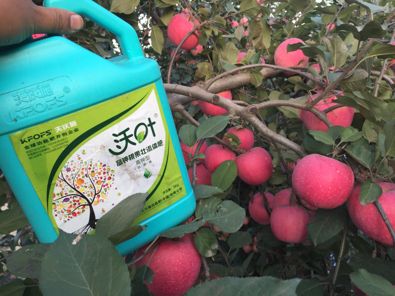 果樹沖施肥-蘋果用沃葉流體肥效果.png