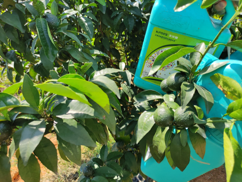果樹沖施肥-沃柑用沃葉水溶肥效果.png